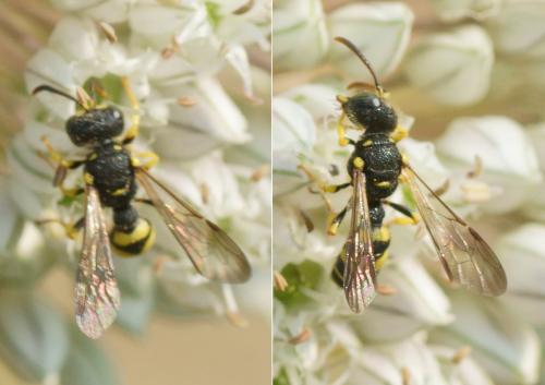 Cerceris bupresticida